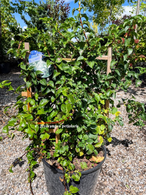 Hydrangea petiolaris