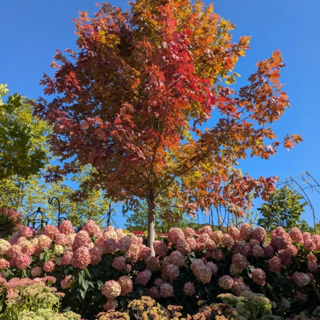 Cornus kousa chinensis 'Mandarin Jewel'